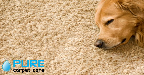 dog odor in carpet